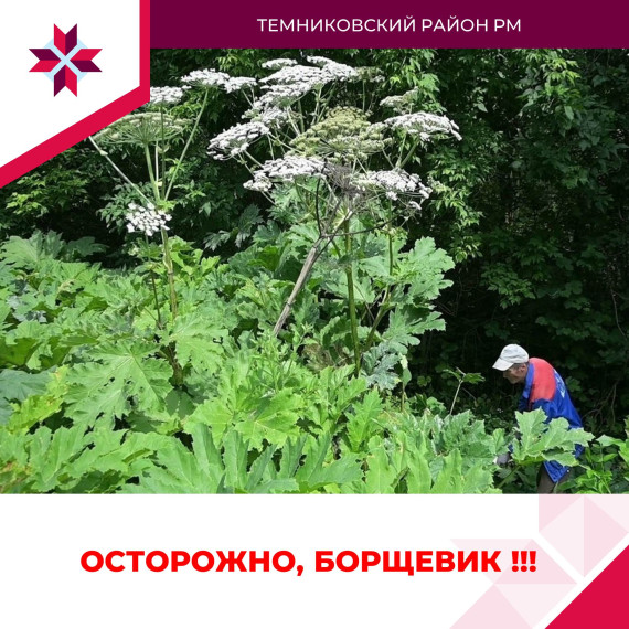 ОСТОРОЖНО! БОРЩЕВИК!. ОСТОРОЖНО! БОРЩЕВИК!.